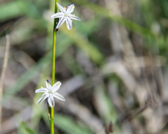 Hemerocallidoideae