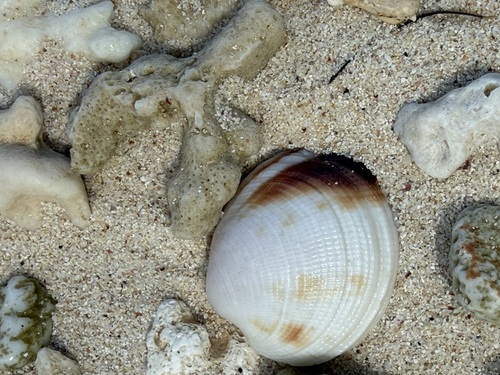 Periglypta puerpera observed 2026-04-11