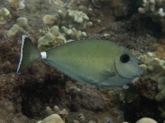 Naso annulatus