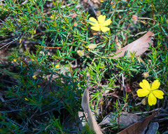 Hibbertia procumbens