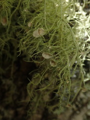 Usnea dasaea
