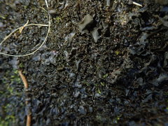 Leptogium crispatellum