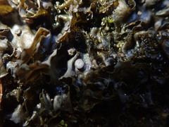 Leptogium crispatellum