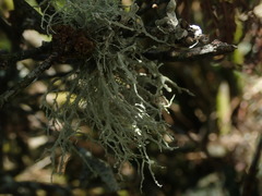 Ramalina unilateralis