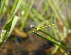 Agriocnemis kalinga