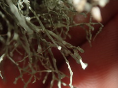 Ramalina unilateralis