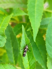 Eretmocera