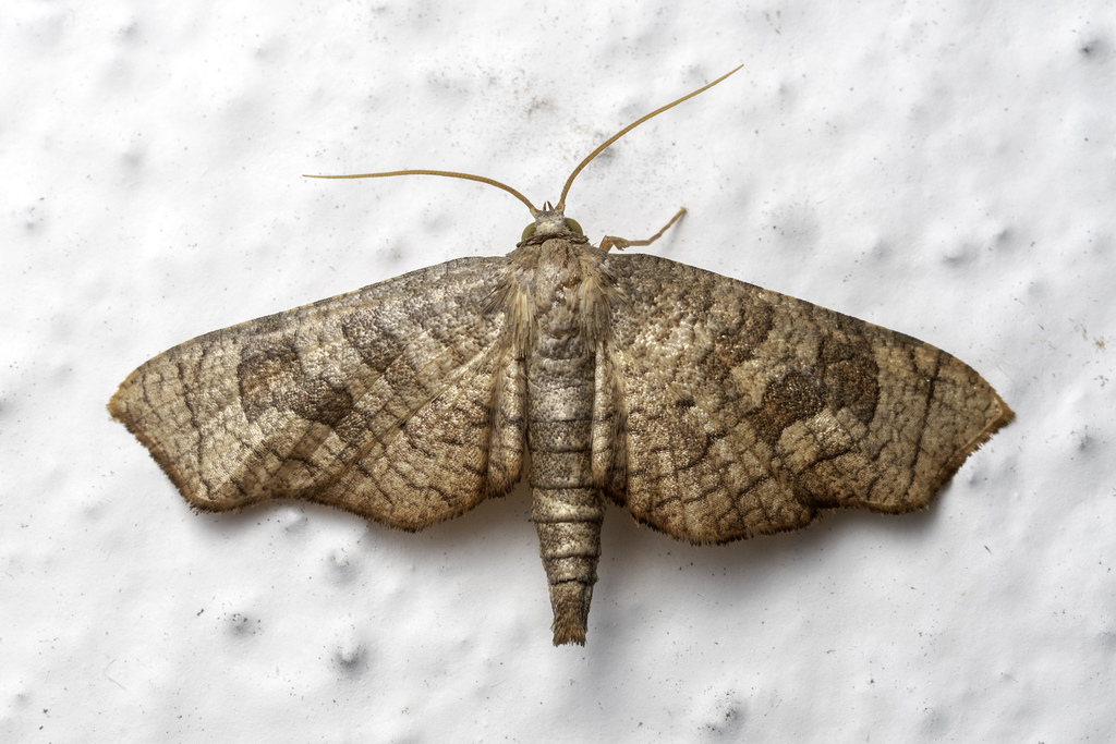 Opula lepida