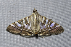 Glyphodes stolalis