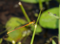 Ceriagrion rubiae