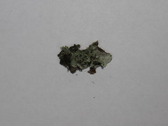 Ramalina europaea
