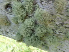 Usnea cornuta