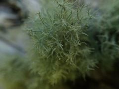 Usnea cornuta