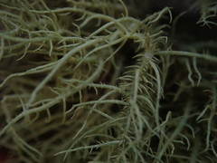 Usnea cornuta