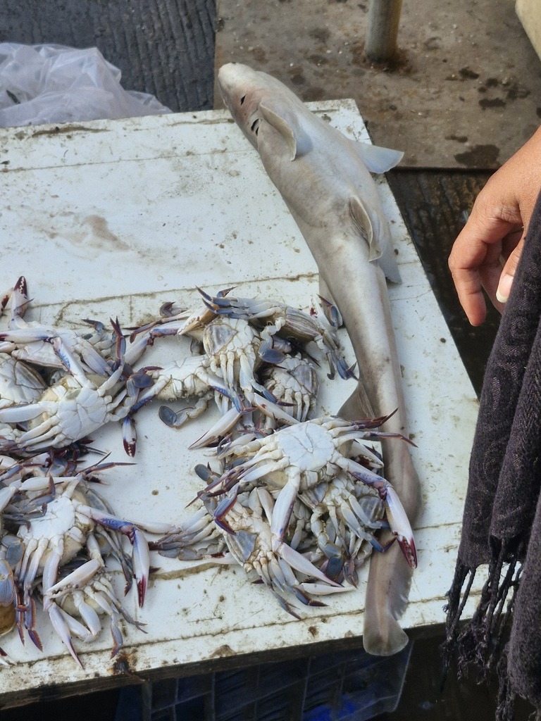 Grey bambooshark (Chiloscyllium griseum) — Hemiscylliidae
