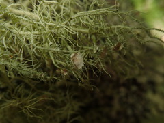 Usnea dasaea