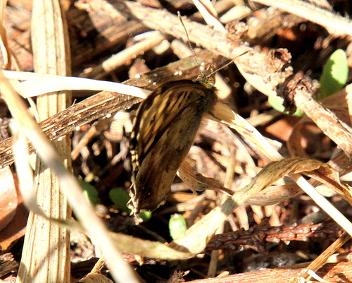 Speckled Wood