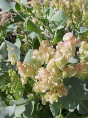 Rumex vesicarius