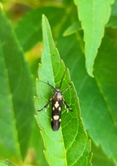Eretmocera