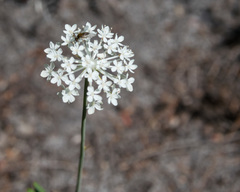 Trachymene composita