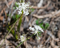 Trachymene composita