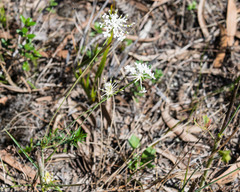 Trachymene composita