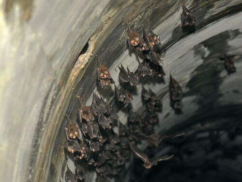 East Asian Tailless Roundleaf Bat (Coelops frithii)