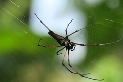 Nephila kuhli