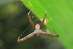 Argiope versicolor