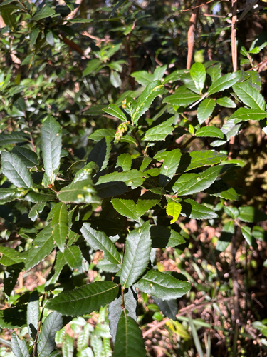 Elaeocarpus holopetalus observed 2026-04-16