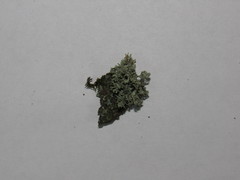 Ramalina europaea