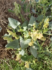 Rumex vesicarius