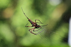 Nephila kuhli