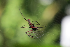 Nephila kuhli