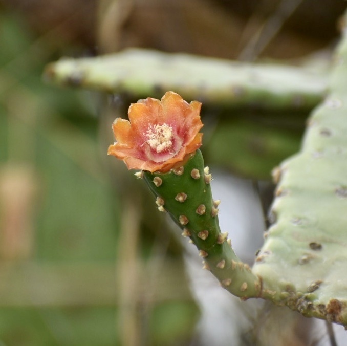 Florida Semaphore Cactus (Consolea macracantha)