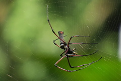 Nephila kuhli
