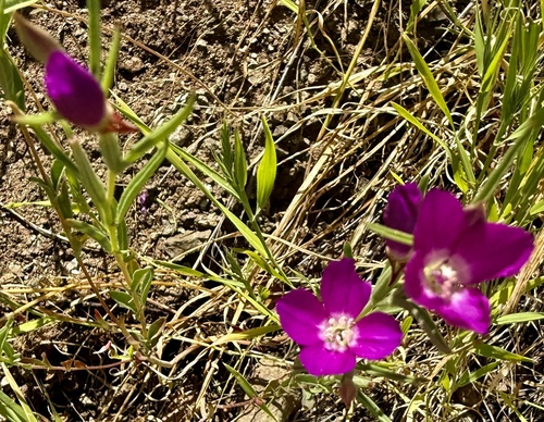 Winecup clarkia (Clarkia purpurea)