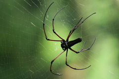 Nephila kuhli