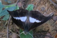 Eulaceura osteria