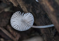 Mycena albidocapillaris