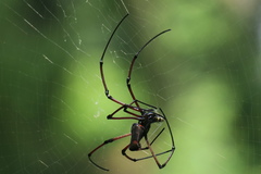 Nephila kuhli