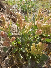 Rumex vesicarius