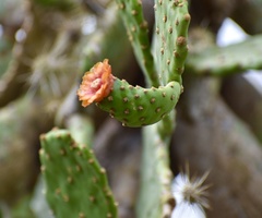Opuntieae