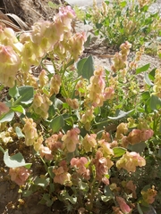 Rumex vesicarius