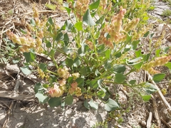 Rumex vesicarius