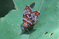 Choreutis orthogona