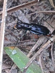 Cicindela abdominalis