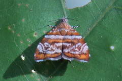 Choreutis orthogona