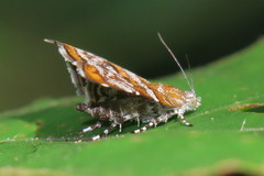 Choreutis orthogona