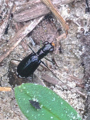 Cicindela abdominalis